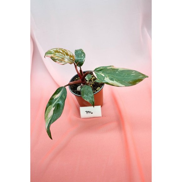 Pink Princess Philodendron 4" US Seller | RARE Pot - Picture 2 of 5